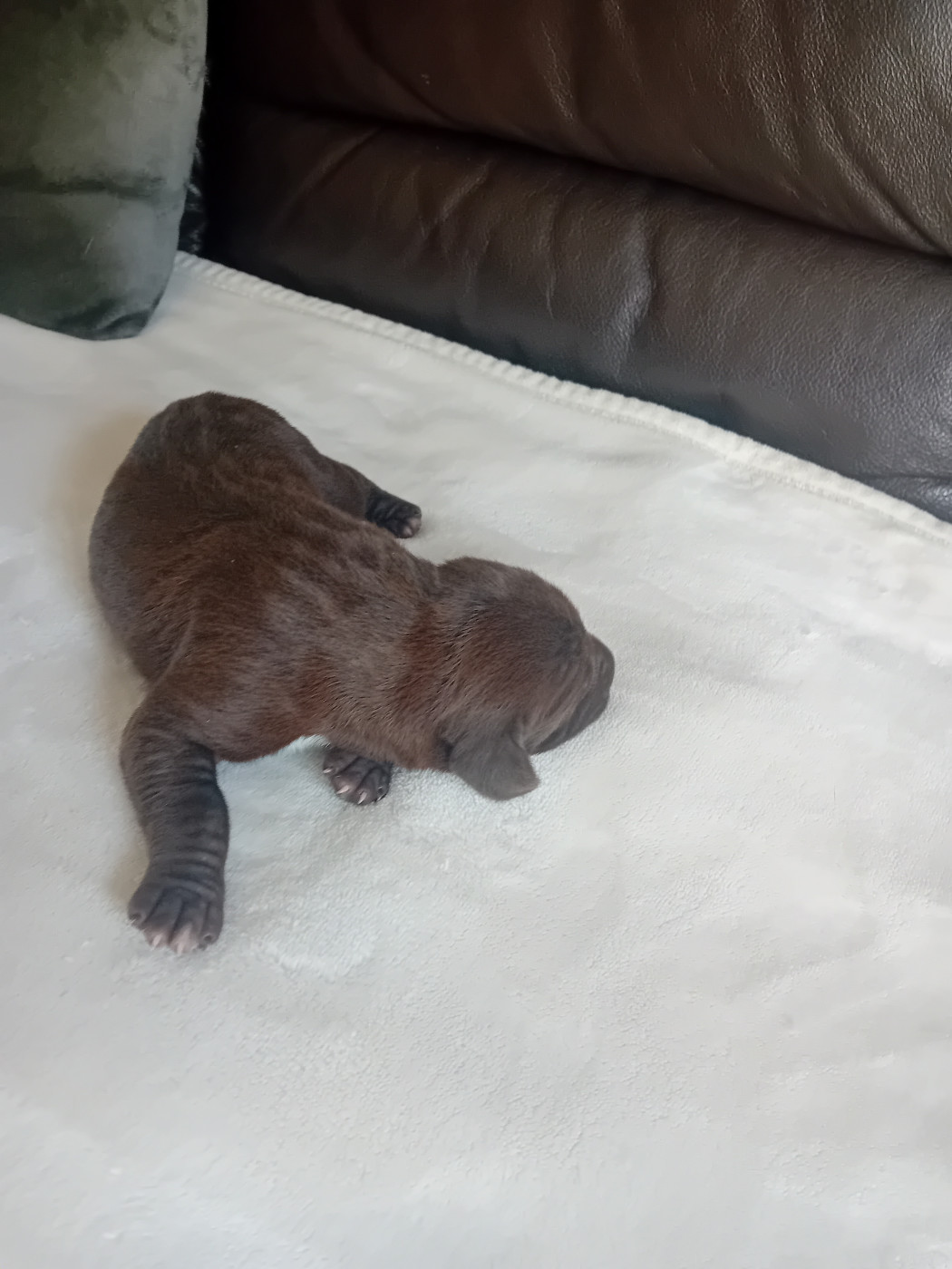 De Lou Solei Ado - Chiots disponibles - Braque allemand à poil court