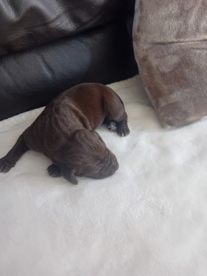 Chiot N°1
