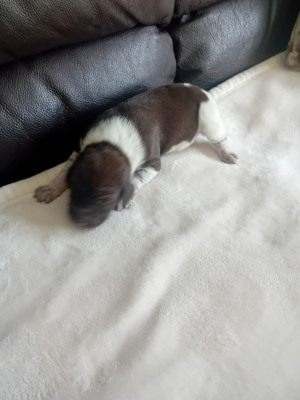 Chiot N°2