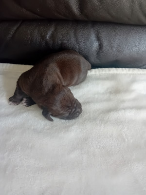 Chiot N°3