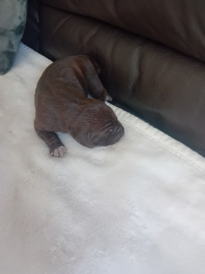 Chiot N°4